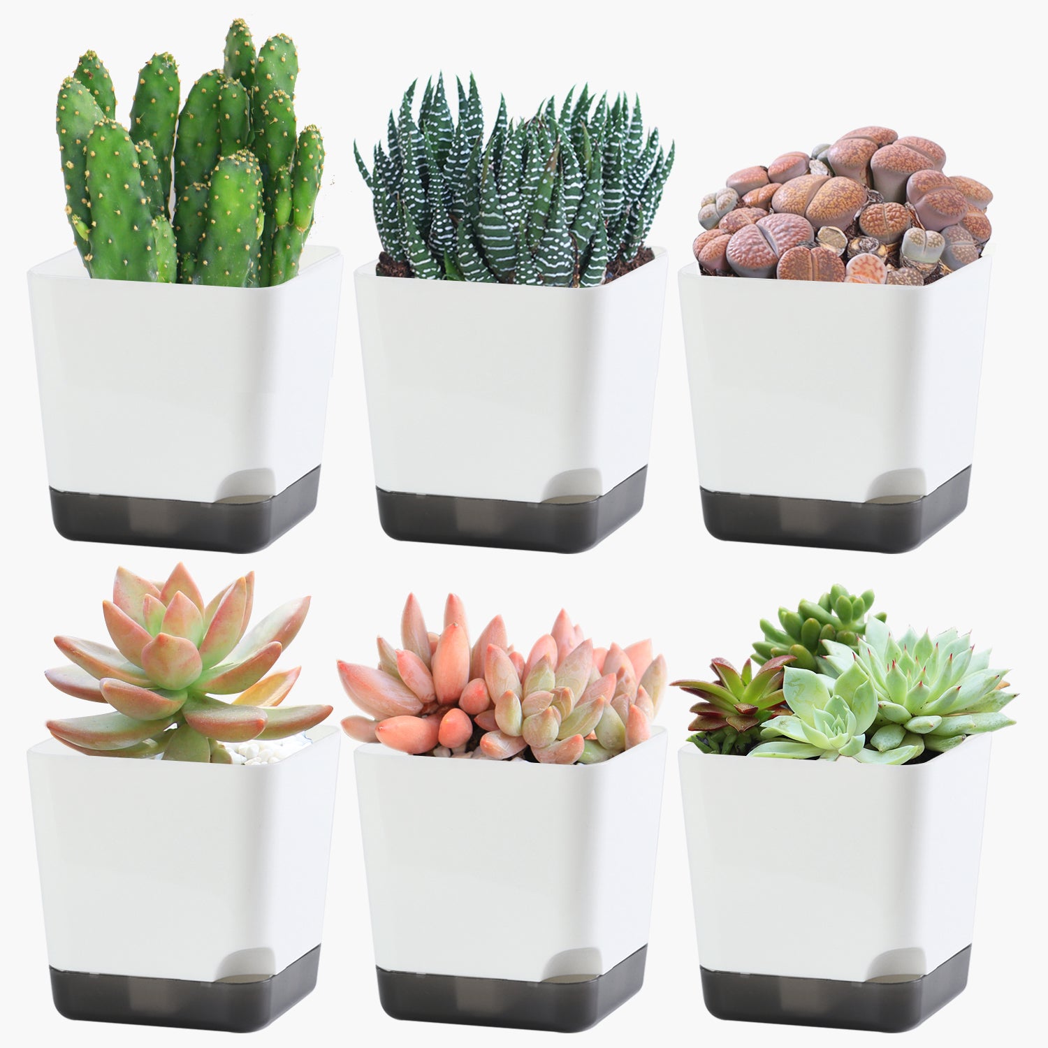 OLiz Succulent Pots, 3.1 inch Plastic Mini White Flower Planters with Drainage Hole for Indoor Office Home Plant Cactus Violet, Pack of 6(Plants Not Included)--Mini Pots 6 Pack T103
