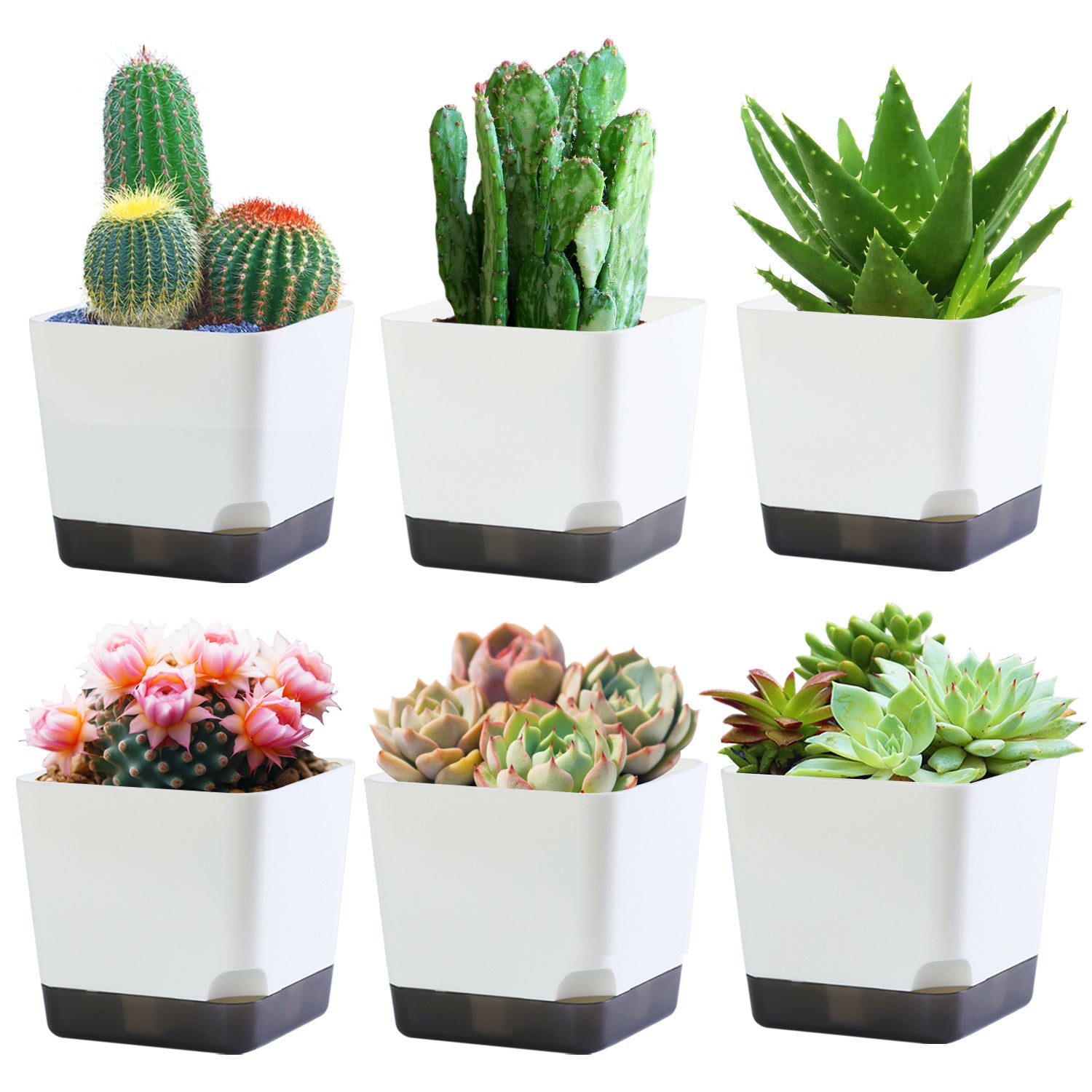 OLiz 3.9 Inch Plant Pots Set of 6, White Small Plastic Planters, Succulent Pots, Nursery Pots, Flower Pots DIY for Indoor Cactus Herb Flowers (Plants Not Included)--Medium Pots 6 Pack T104