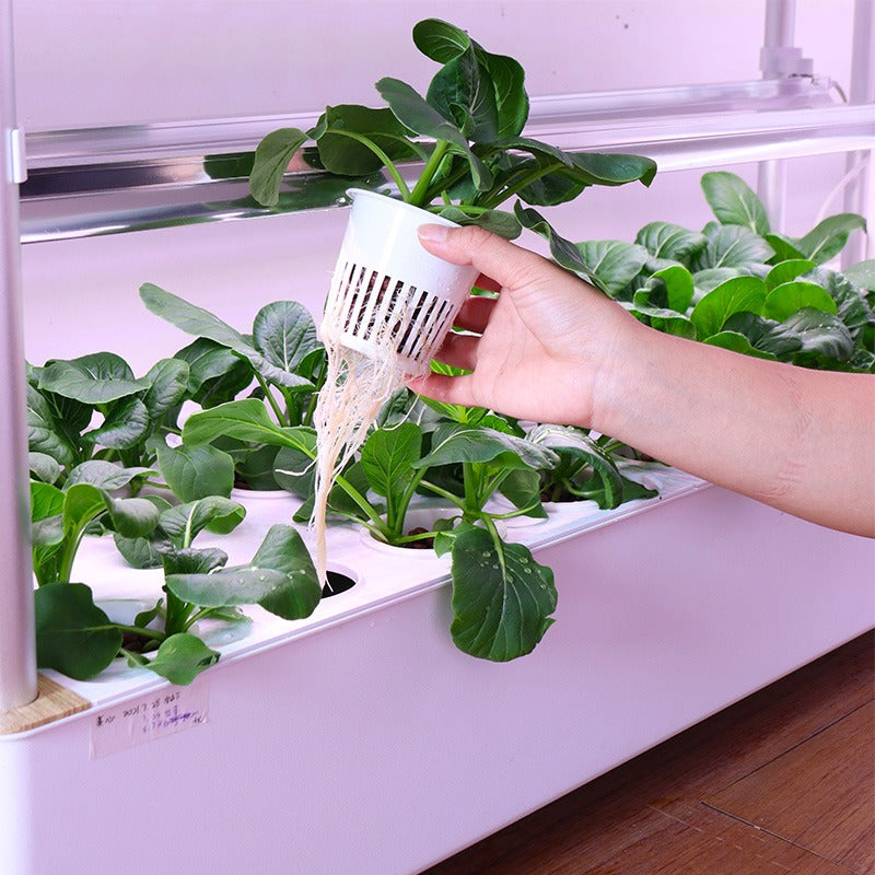 Starting a Hydroponic Farming System: What You Need to Know About