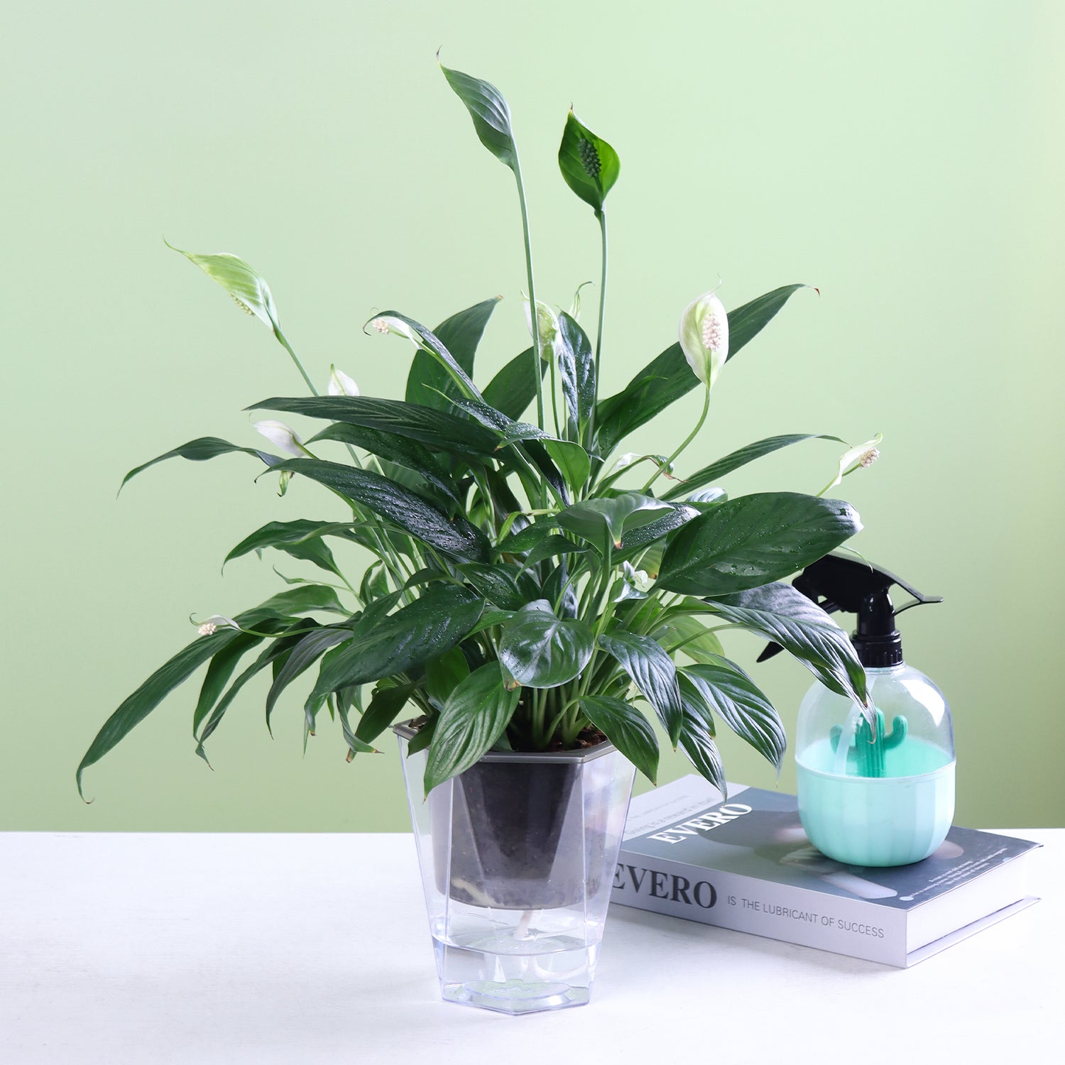 OLiz Self Watering Planter 5 Pcs, 4.5 Inch Flower Plant Pot with Transparent Inner Pot, Gardening Flowerpot with Watering Can, Indoor Self Watering Planter Pot for Herbs, Flowers (Green)/(White) U05