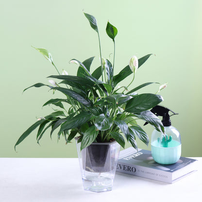 OLiz Self Watering Planter 5 Pcs, 4.5 Inch Flower Plant Pot with Transparent Inner Pot, Gardening Flowerpot with Watering Can, Indoor Self Watering Planter Pot for Herbs, Flowers (Green)/(White) U05