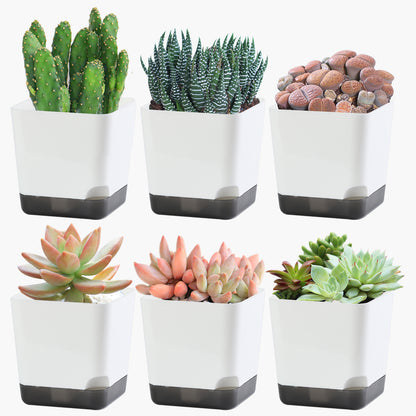 OLiz Succulent Pots, 3.1 inch Plastic Mini White Flower Planters with Drainage Hole for Indoor Office Home Plant Cactus Violet, Pack of 6(Plants Not Included)--Mini Pots 6 Pack T103