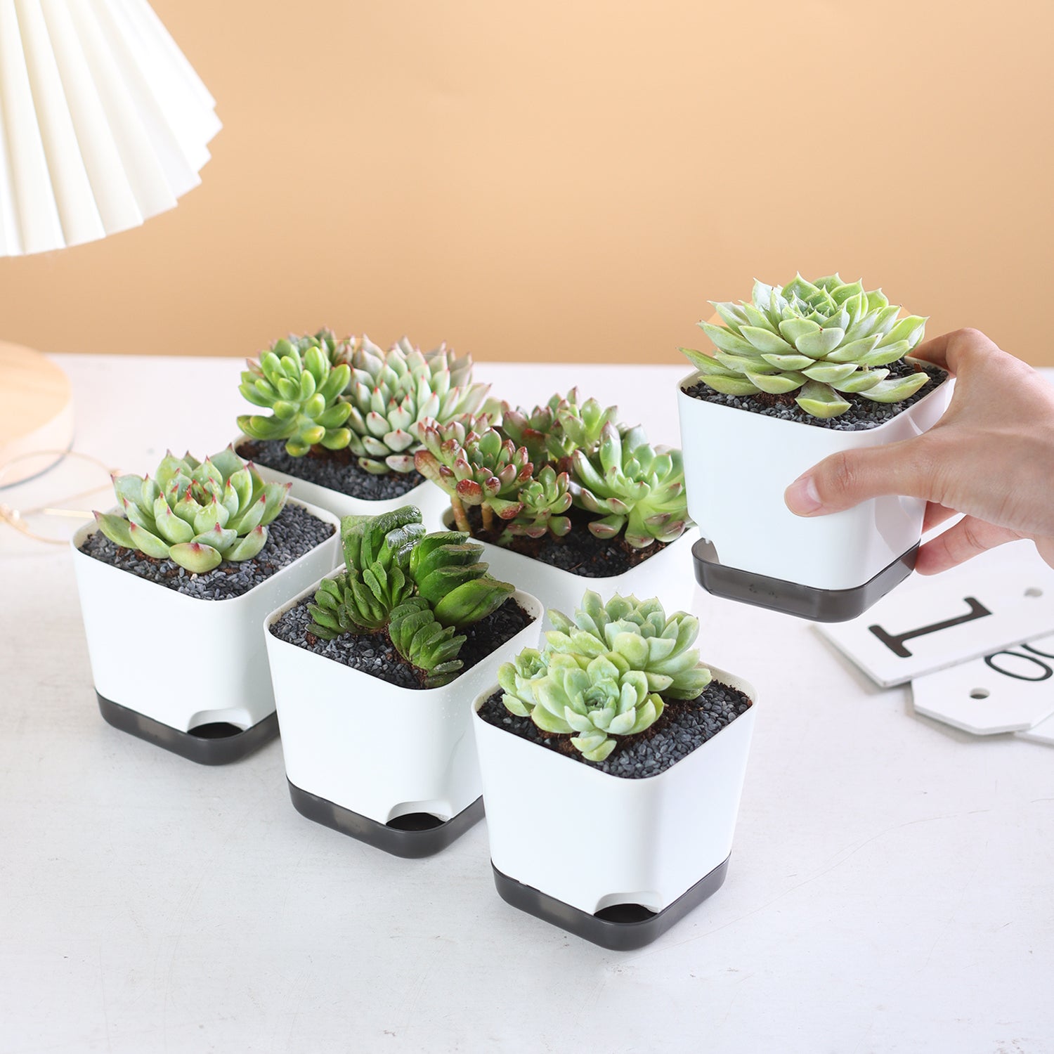 OLiz Succulent Pots, 3.1 inch Plastic Mini White Flower Planters with Drainage Hole for Indoor Office Home Plant Cactus Violet, Pack of 6(Plants Not Included)--Mini Pots 6 Pack T103