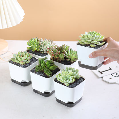 OLiz Succulent Pots, 3.1 inch Plastic Mini White Flower Planters with Drainage Hole for Indoor Office Home Plant Cactus Violet, Pack of 6(Plants Not Included)--Mini Pots 6 Pack T103