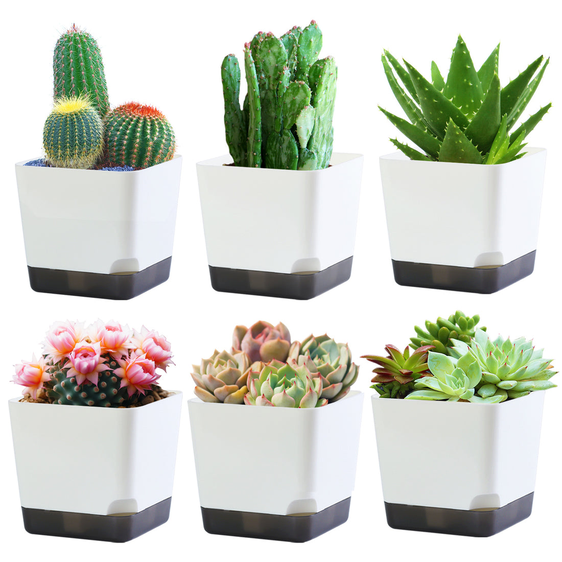 OLiz 3.9 Inch Plant Pots Set of 6, White Small Plastic Planters, Succulent Pots, Nursery Pots, Flower Pots DIY for Indoor Cactus Herb Flowers (Plants Not Included)--Medium Pots 6 Pack T104
