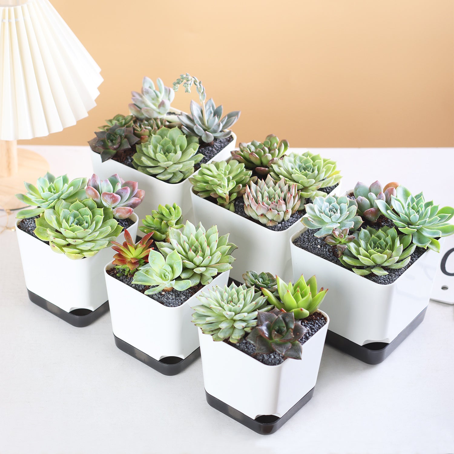 OLiz 3.9 Inch Plant Pots Set of 6, White Small Plastic Planters, Succulent Pots, Nursery Pots, Flower Pots DIY for Indoor Cactus Herb Flowers (Plants Not Included)--Medium Pots 6 Pack T104
