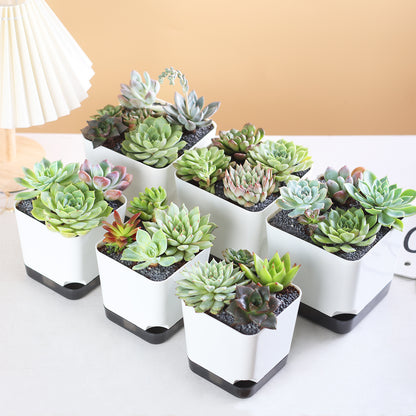 OLiz 3.9 Inch Plant Pots Set of 6, White Small Plastic Planters, Succulent Pots, Nursery Pots, Flower Pots DIY for Indoor Cactus Herb Flowers (Plants Not Included)--Medium Pots 6 Pack T104