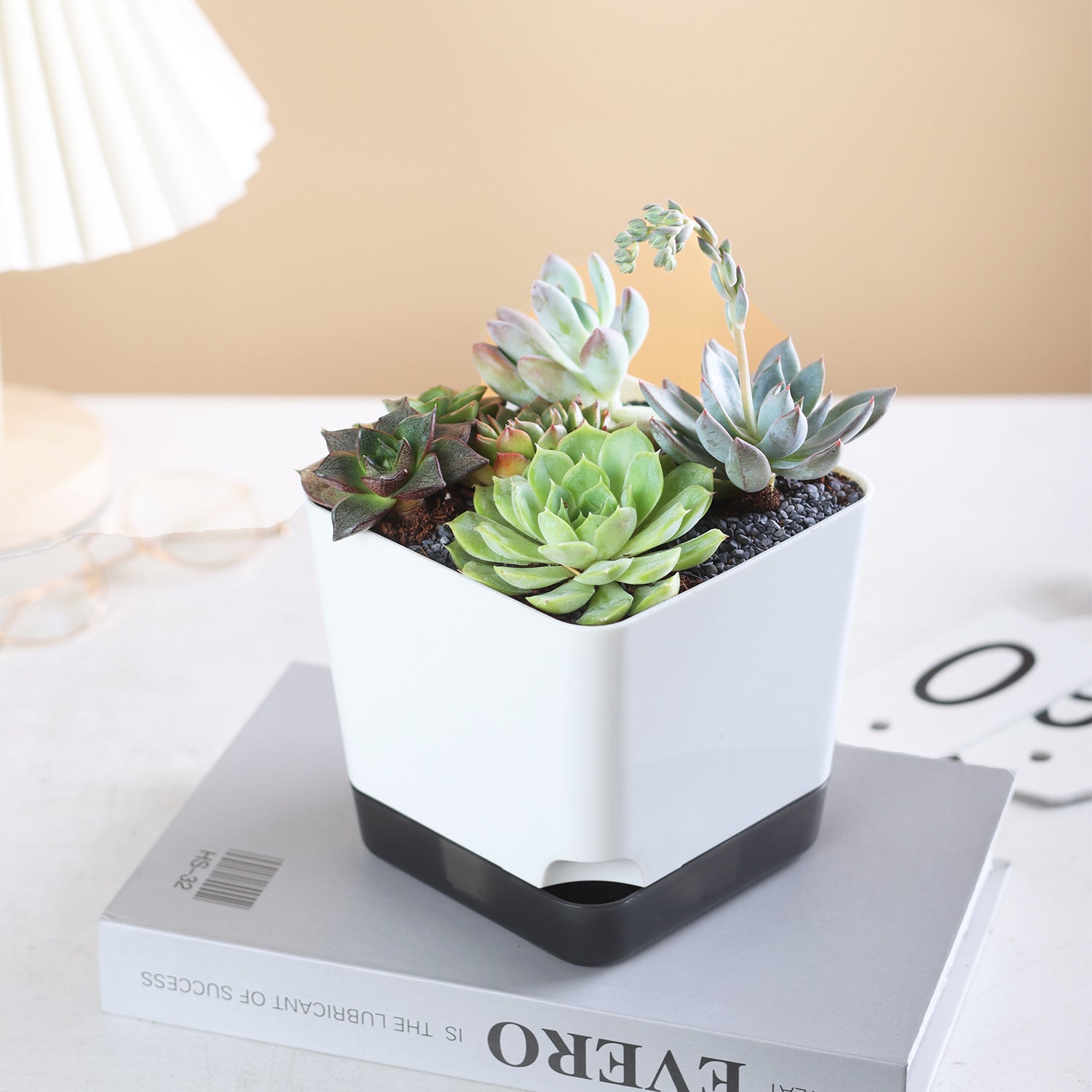 OLiz 3.9 Inch Plant Pots Set of 6, White Small Plastic Planters, Succulent Pots, Nursery Pots, Flower Pots DIY for Indoor Cactus Herb Flowers (Plants Not Included)--Medium Pots 6 Pack T104